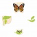 Puzzles cycle de la vie du papillon  Nature Et Decouvertes    052237
